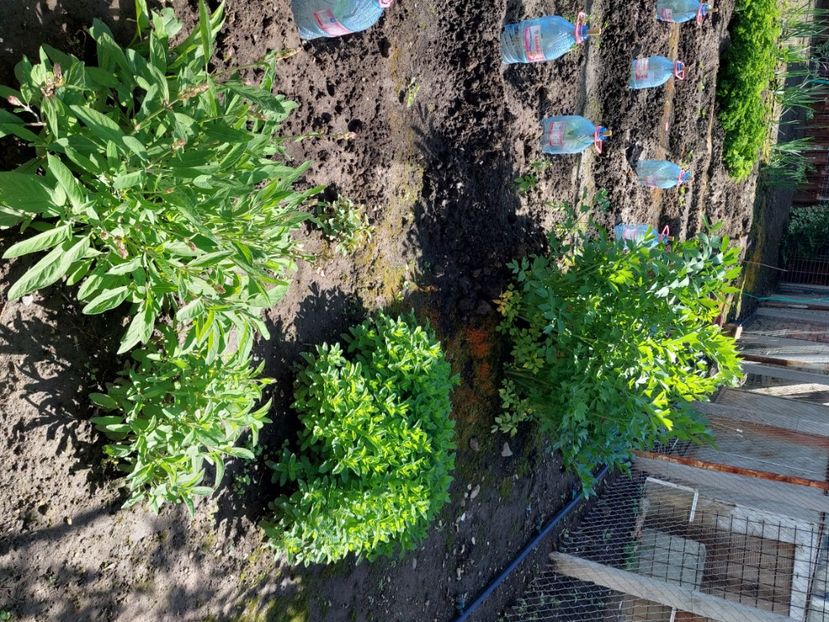  - 2025 gradina de legume