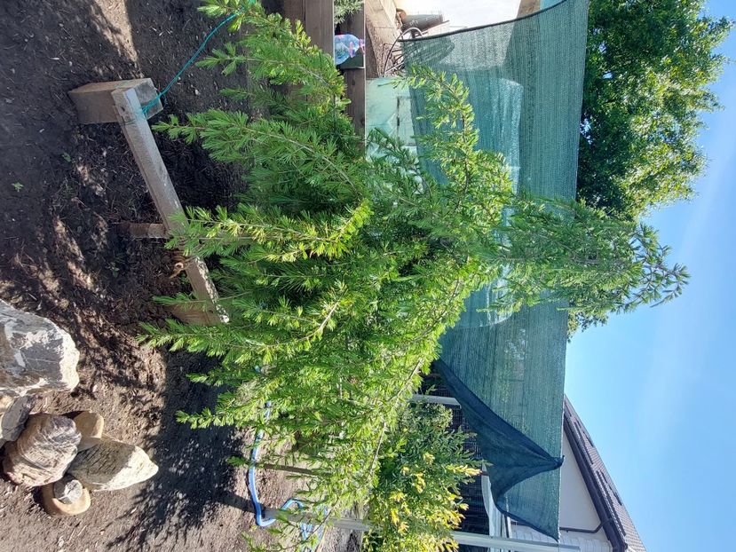  - 2025 gradina de legume