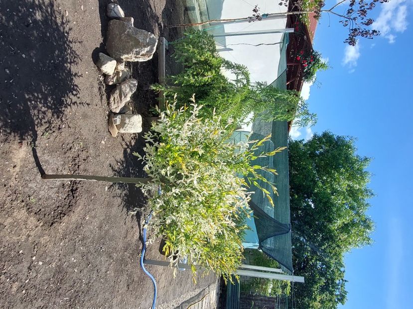  - 2025 gradina de legume