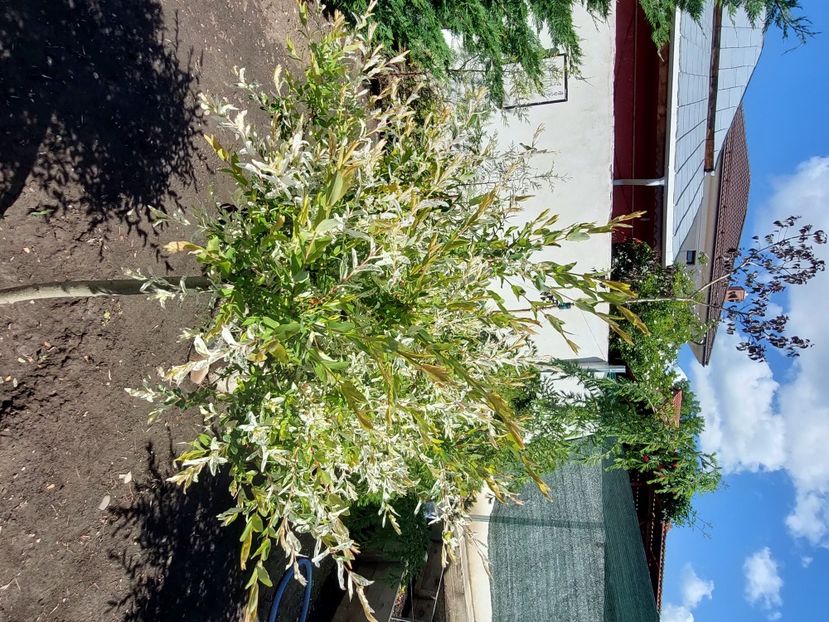  - 2025 gradina de legume