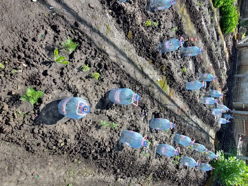  - 2025 gradina de legume