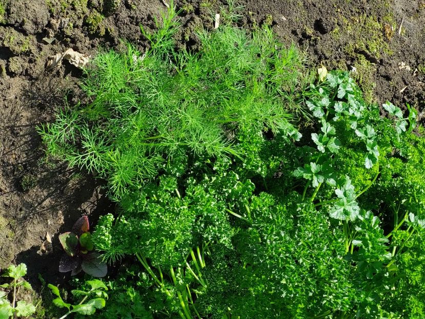 22 mai - 2025 gradina de legume