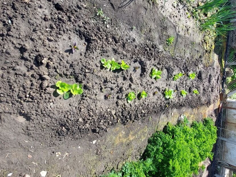  - 2025 gradina de legume