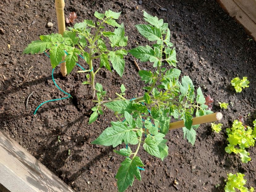  - 2025 gradina de legume