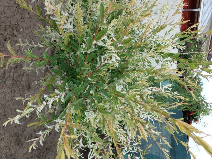  - 2025 gradina de legume