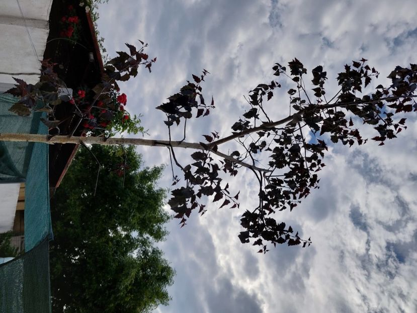 mesteacan mutat - 2025 gradina de legume