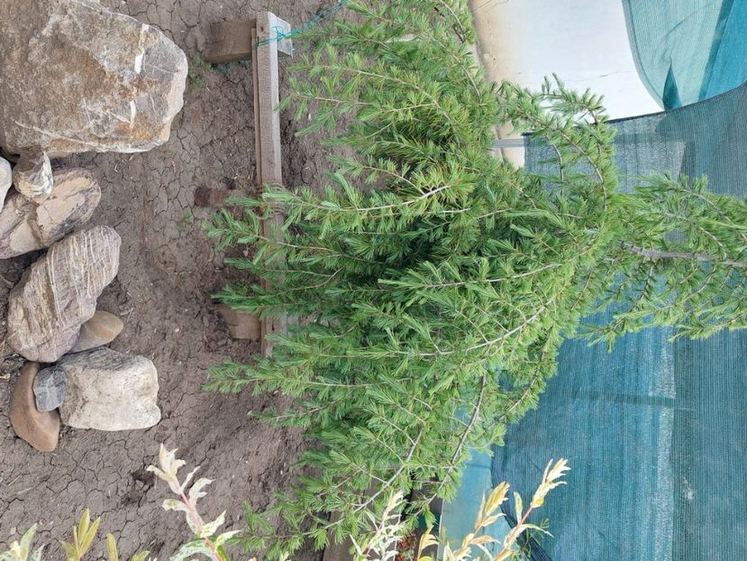 cedru - 2025 gradina de legume
