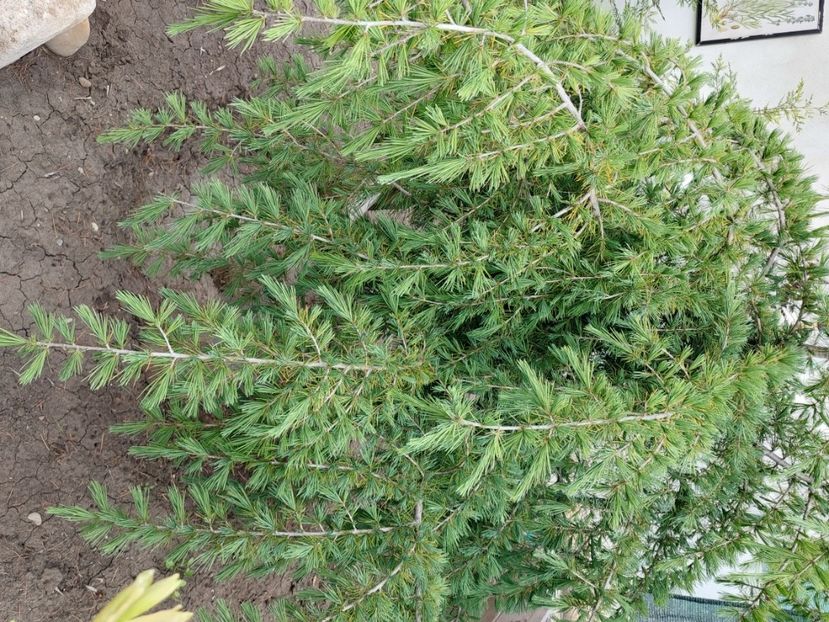  - 2025 gradina de legume