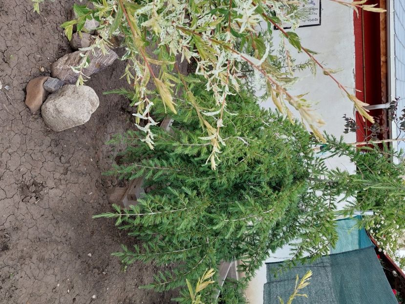  - 2025 gradina de legume