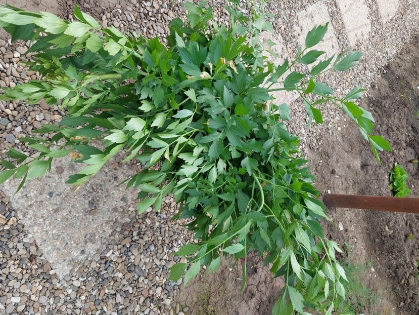 leustean cules - 2025 gradina de legume