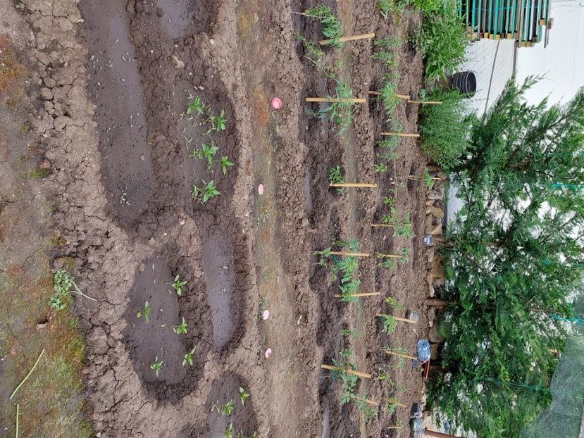  - 2025 gradina de legume