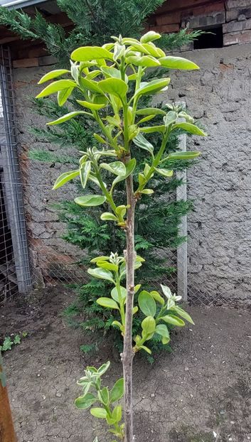  - 2025 gradina de legume