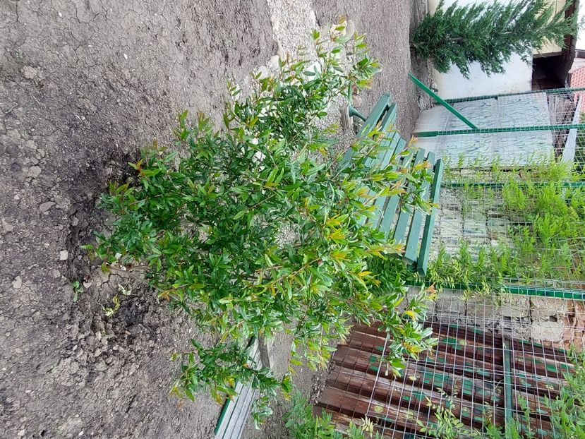 rodiu - 2025 gradina de legume