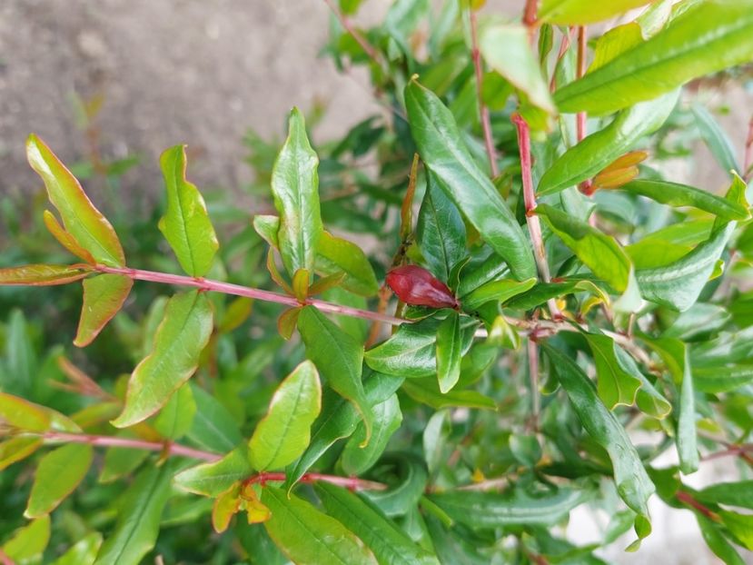 singurul fruct.... - 2025 gradina de legume