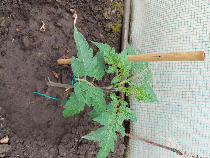  - 2025 gradina de legume