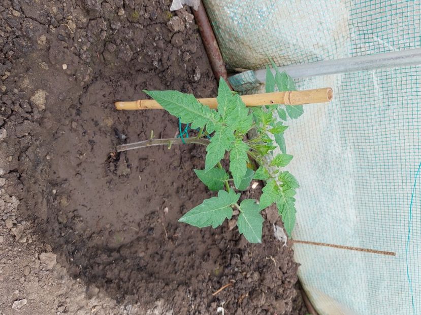  - 2025 gradina de legume