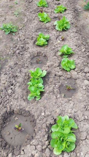  - 2025 gradina de legume