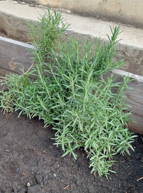  - 2025 gradina de legume