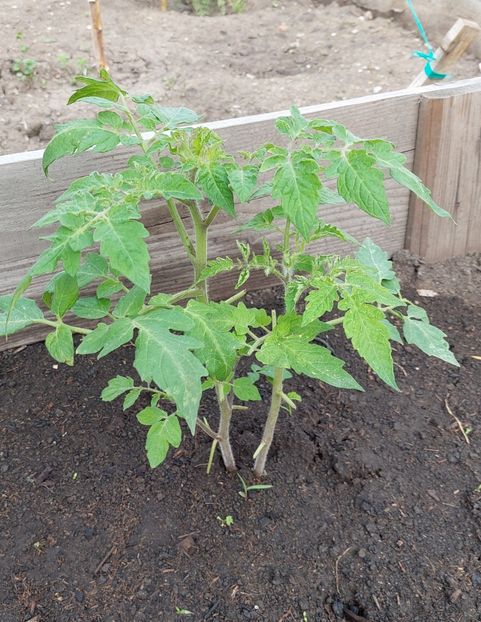  - 2025 gradina de legume