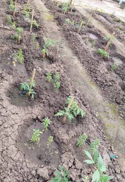  - 2025 gradina de legume