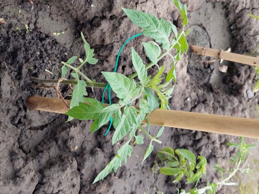  - 2025 gradina de legume