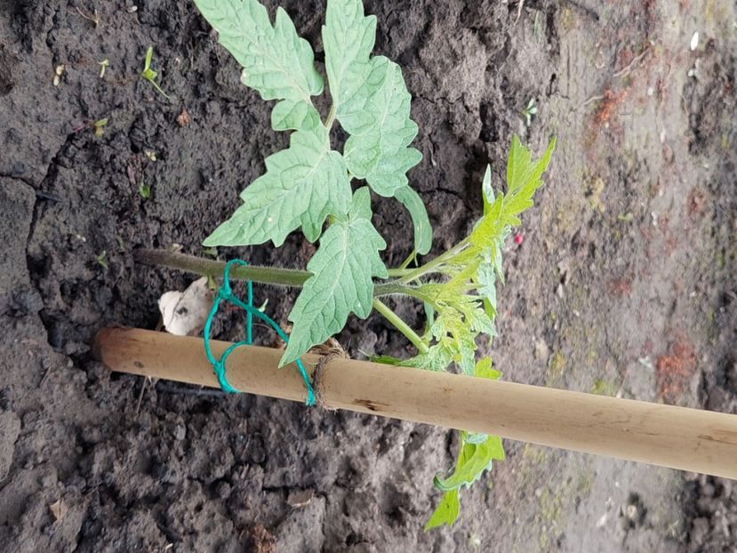  - 2025 gradina de legume