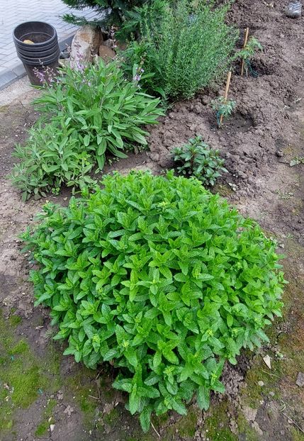  - 2025 gradina de legume