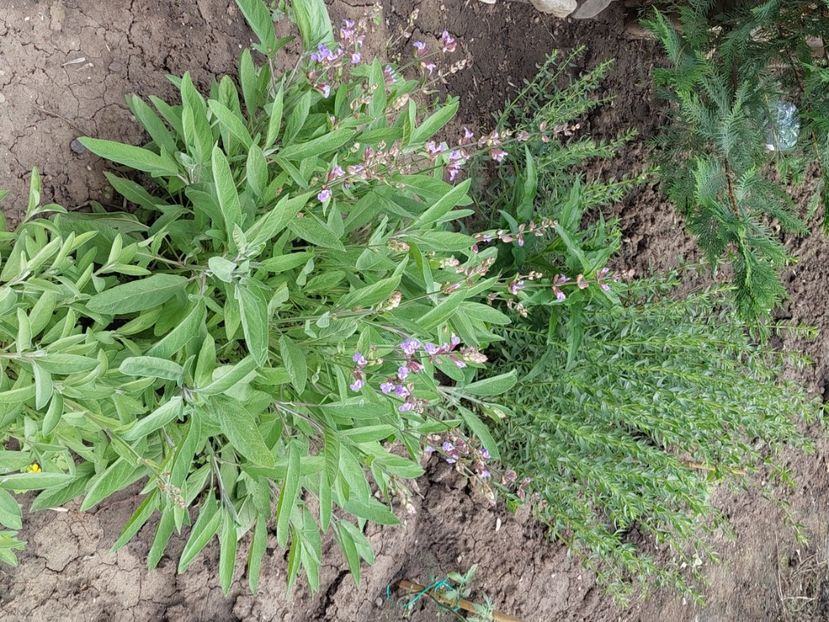 salvie - 2025 gradina de legume