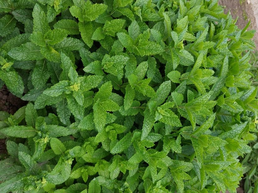  - 2025 gradina de legume