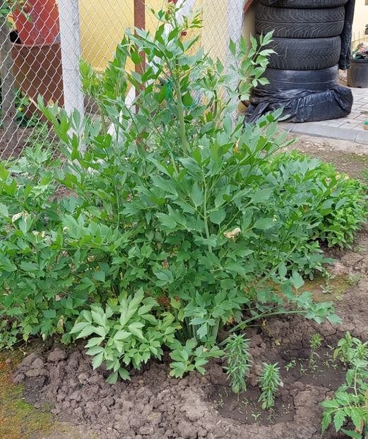  - 2025 gradina de legume