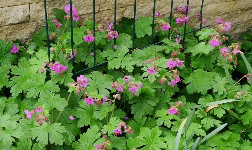 Geranium - 2025