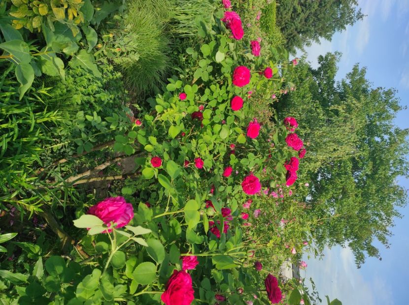  - Souvenir de MMe Corval