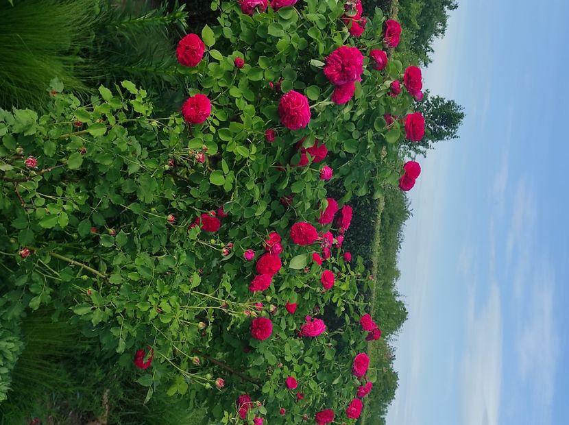  - Souvenir de MMe Corval