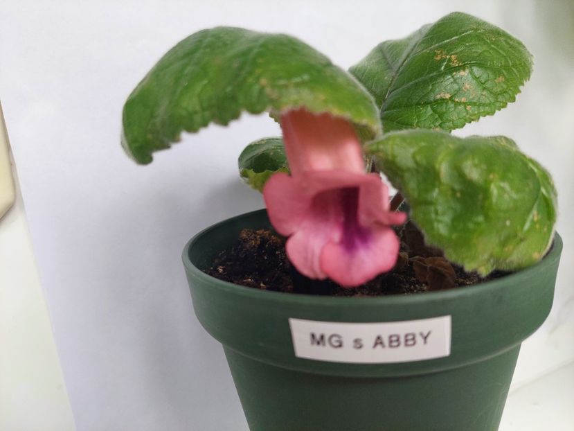 MG s Abby (22-05-2025) - Sinningii 2025