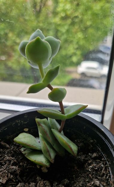 Crassula perforata - 2025