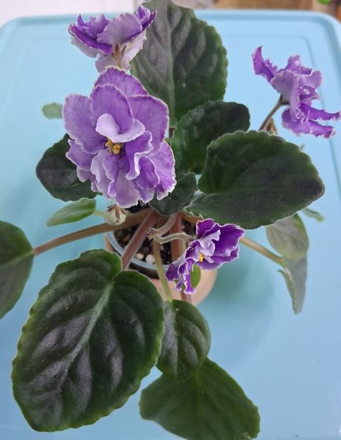  - Ultra Violet Nebula