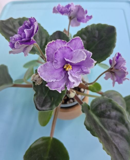  - Ultra Violet Nebula