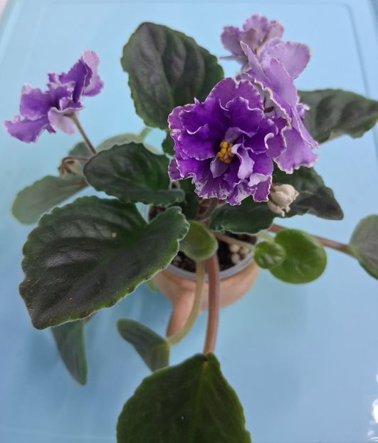  - Ultra Violet Nebula