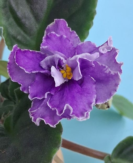 Ultra Violeta Nebula - PORTRETE