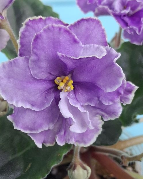 Ultra Violeta Nebula - PORTRETE