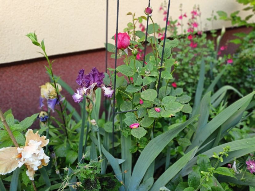  - Grădina 2025 continuare 2