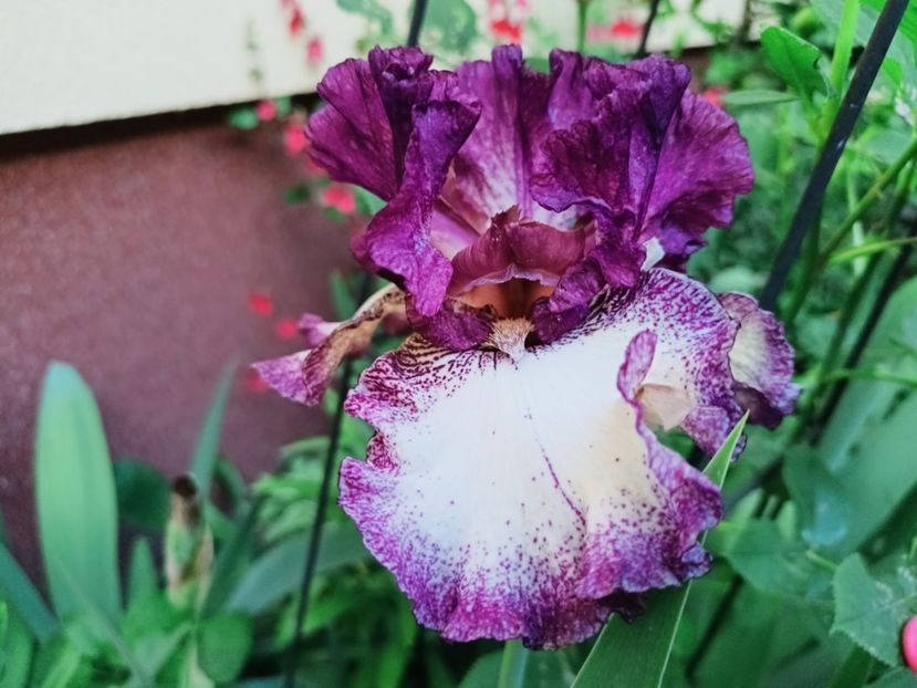  - Grădina 2025 continuare 2