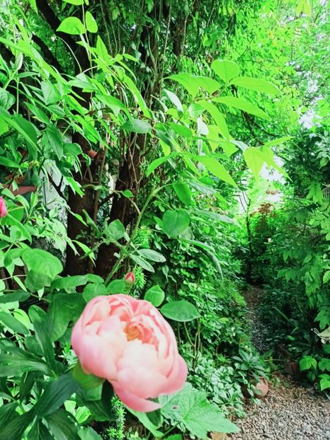  - Grădina 2025 continuare 2