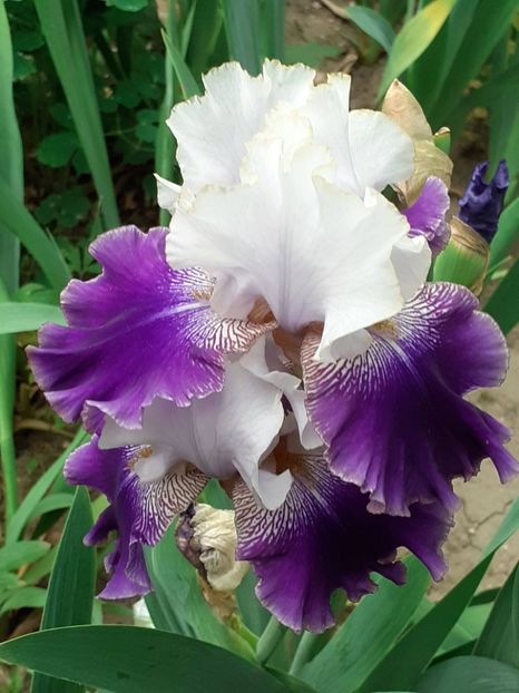  - IRIȘI 2024 - 2 _ 2025