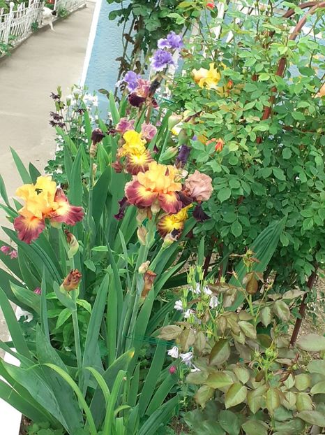  - IRIȘI 2024 - 2 _ 2025