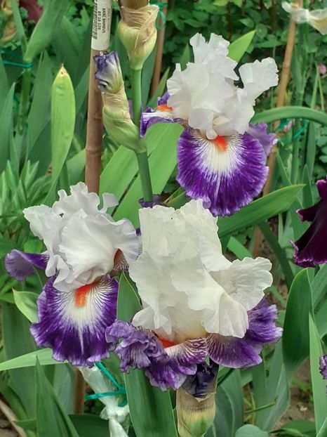  - IRIȘI 2024 - 2 _ 2025