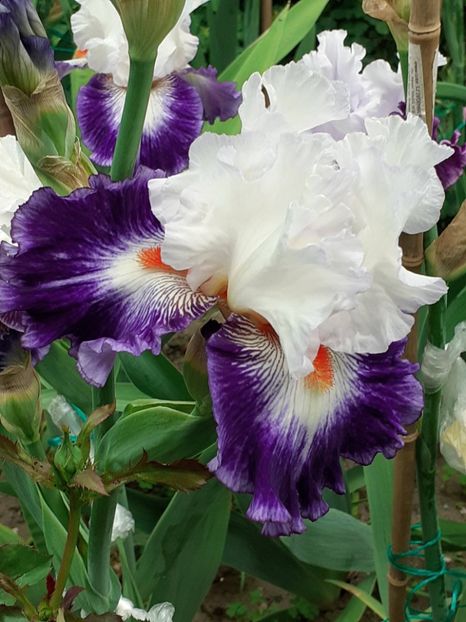  - IRIȘI 2024 - 2 _ 2025