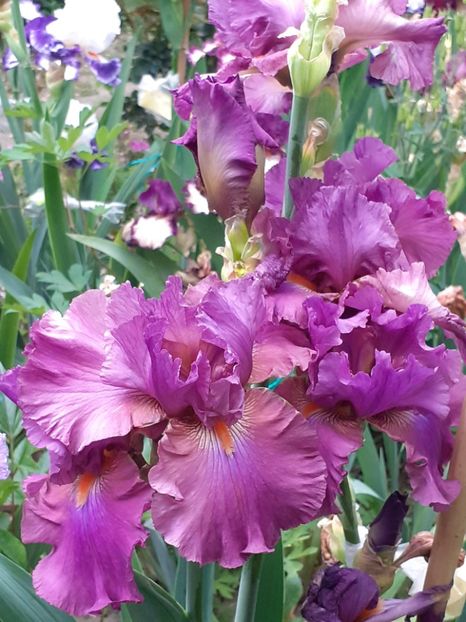  - IRIȘI 2024 - 2 _ 2025