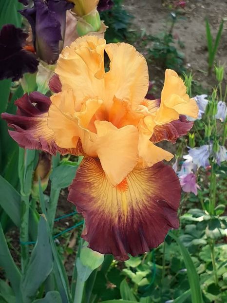  - IRIȘI 2024 - 2 _ 2025