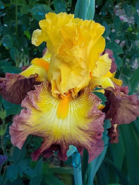  - IRIȘI 2024 - 2 _ 2025